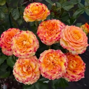 Dakar Rose丨Wholesale Rose Farms