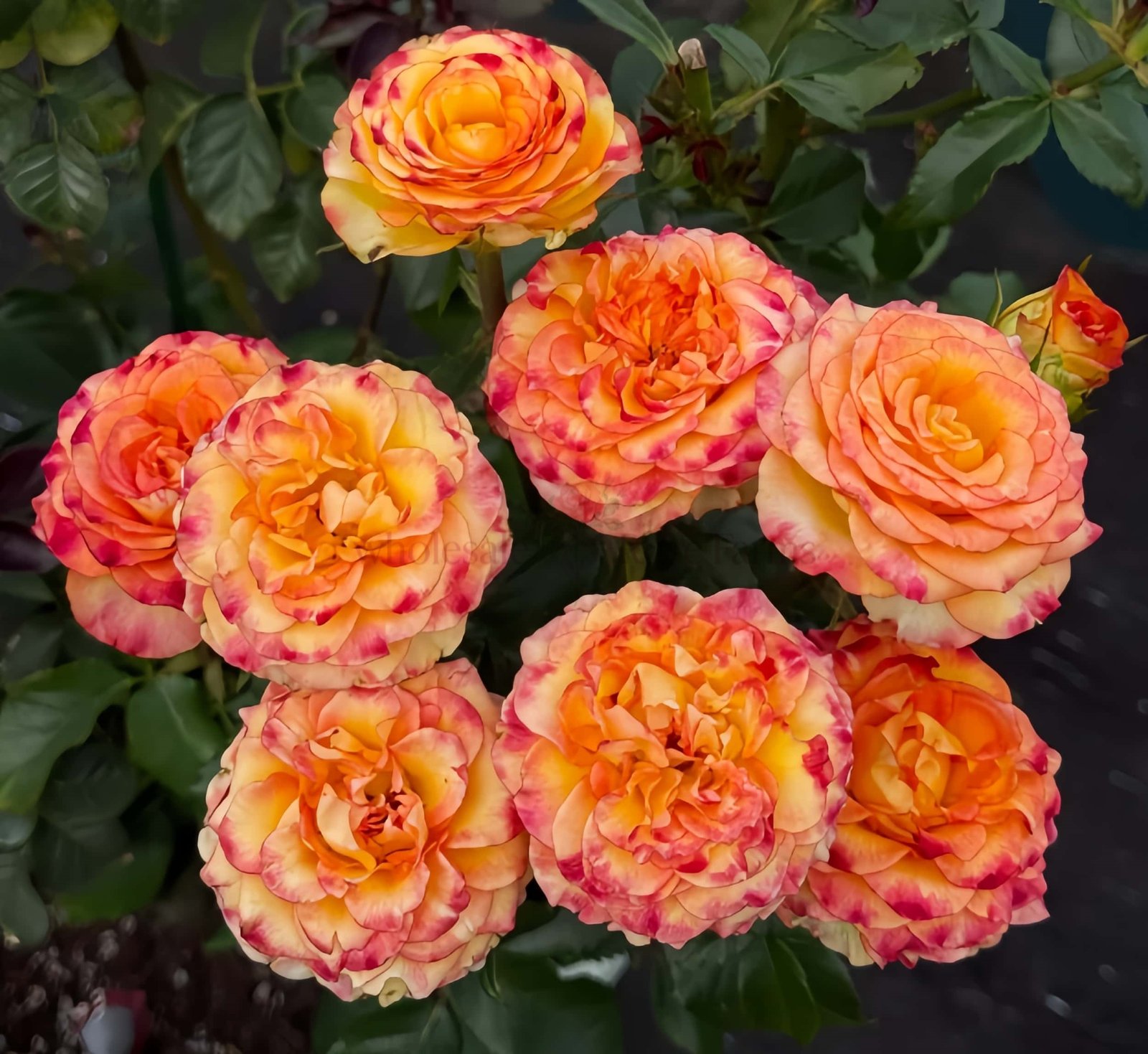 Dakar Rose丨Wholesale Rose Farms