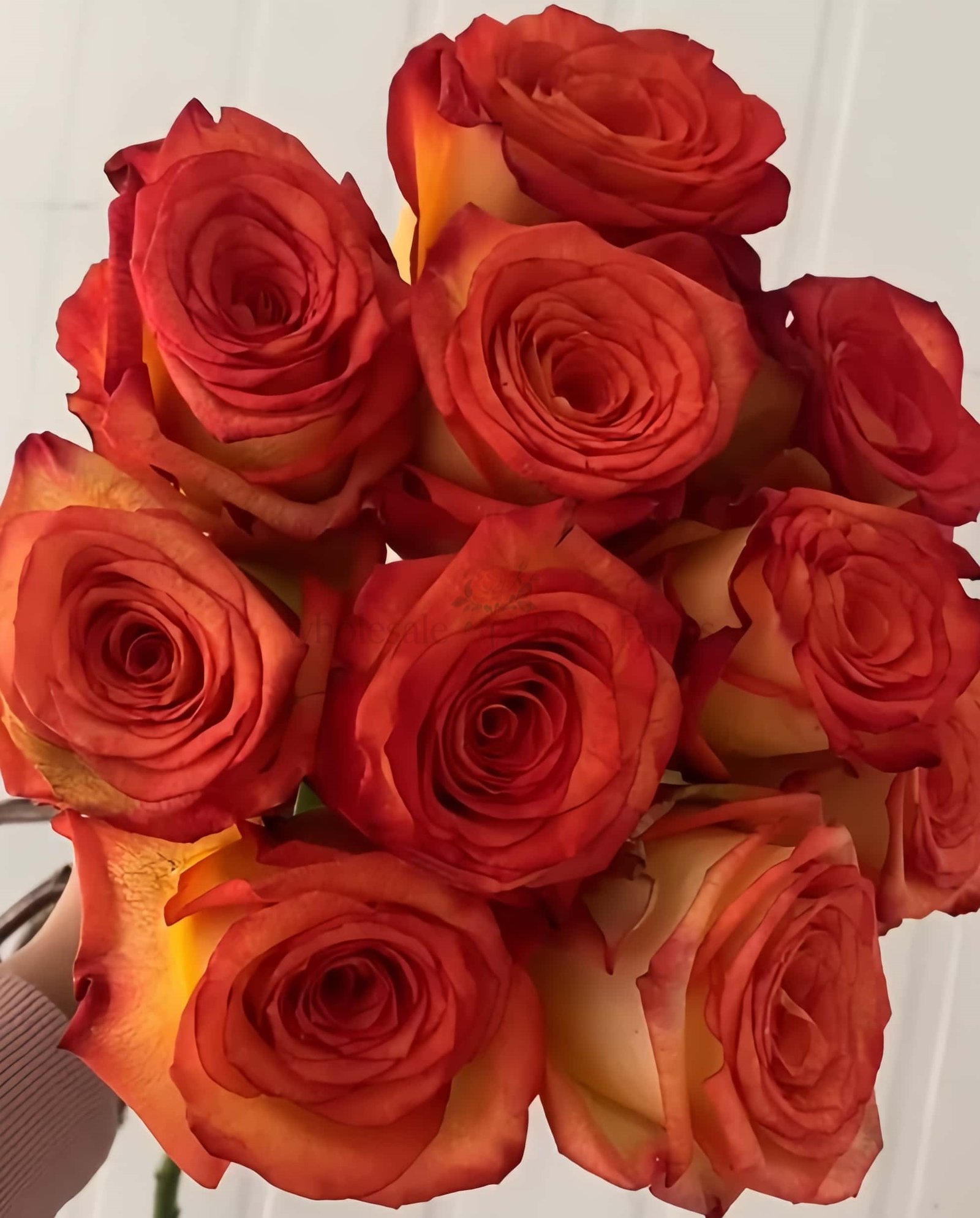 Dakar Rose for Wholesale丨Wholesale Rose Farms