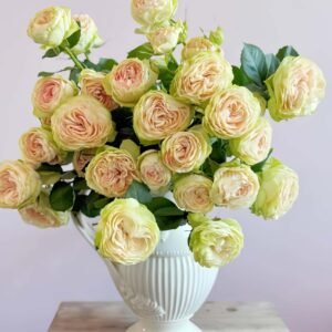 Darlene Rose plant丨Wholesale Rose Farms