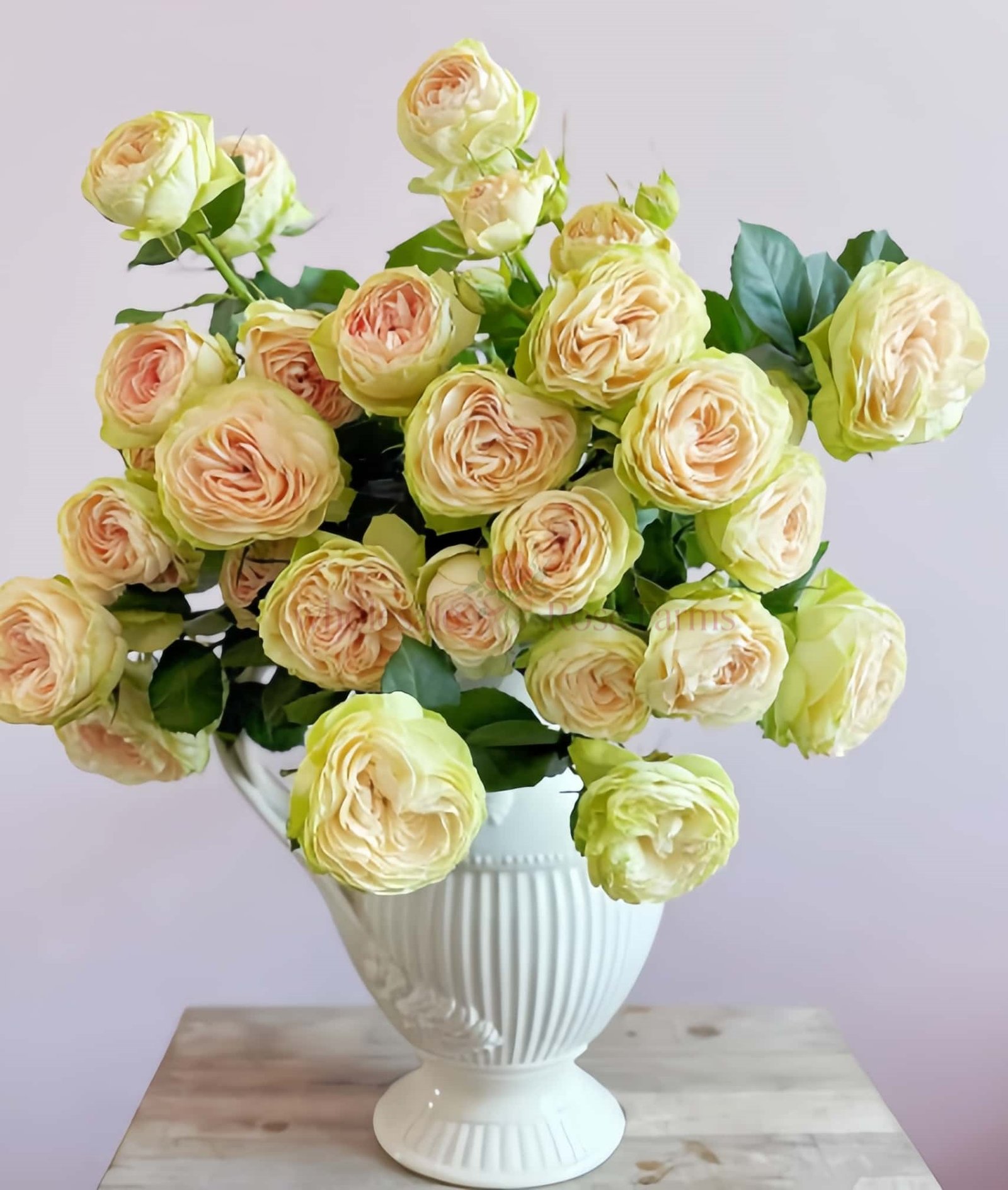 Darlene Rose plant丨Wholesale Rose Farms