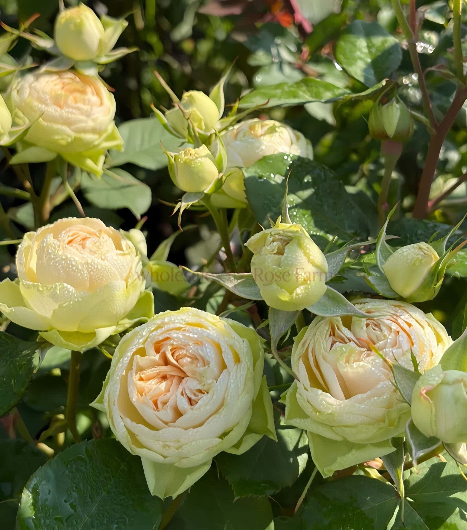 Darlene Rose丨Wholesale Rose Farms