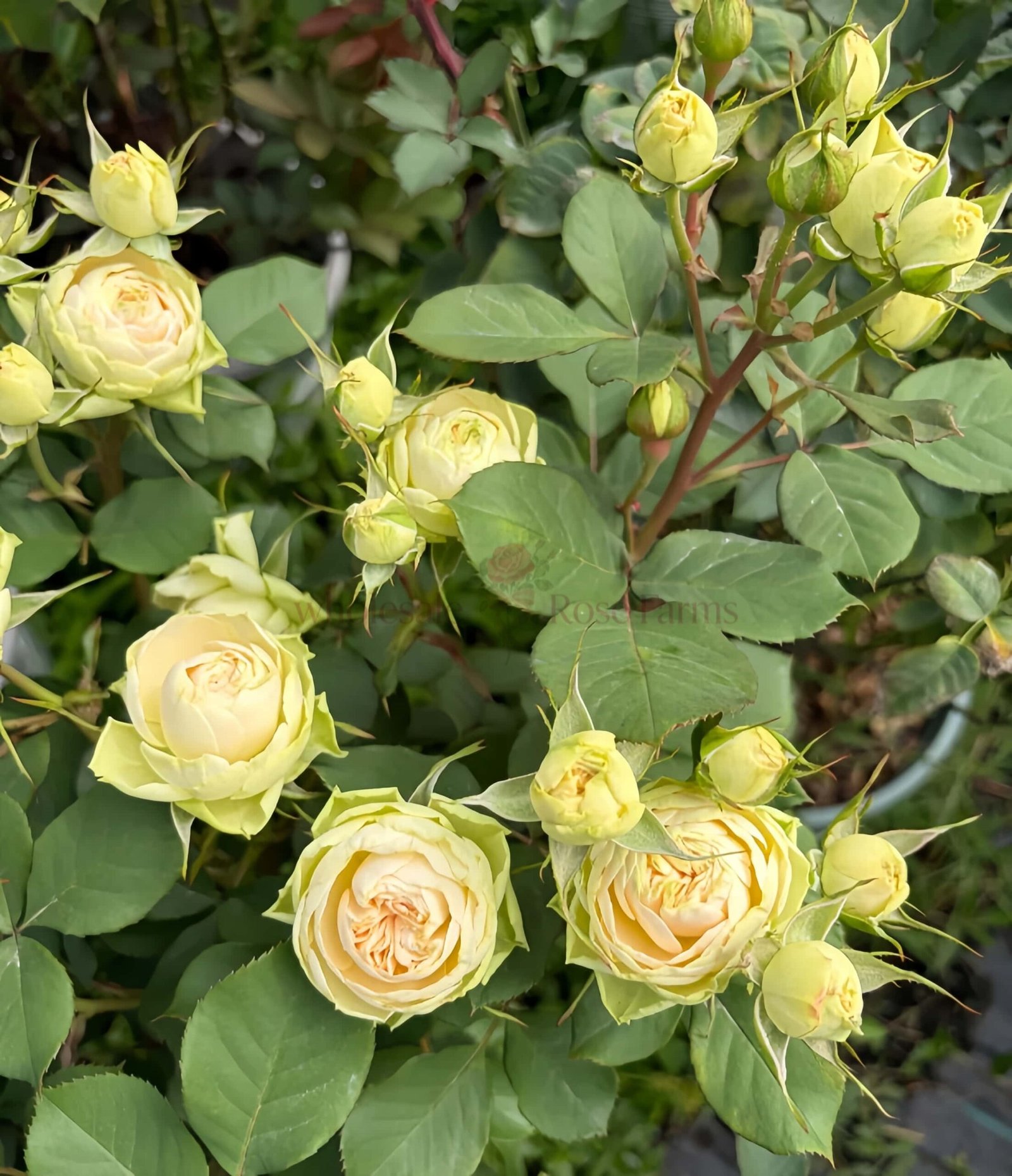 Darlene Rose for Wholesale丨Wholesale Rose Farms