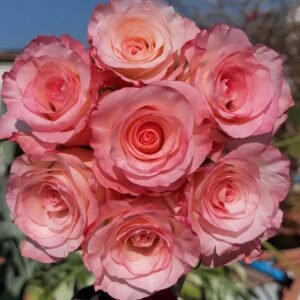 Doll Rose plant丨Wholesale Rose Farms