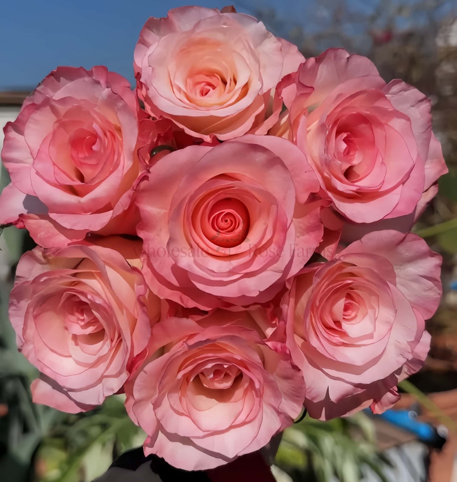Doll Rose plant丨Wholesale Rose Farms