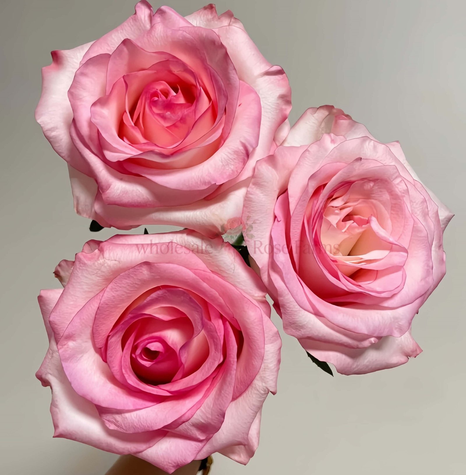 Doll Rose丨Wholesale Rose Farms