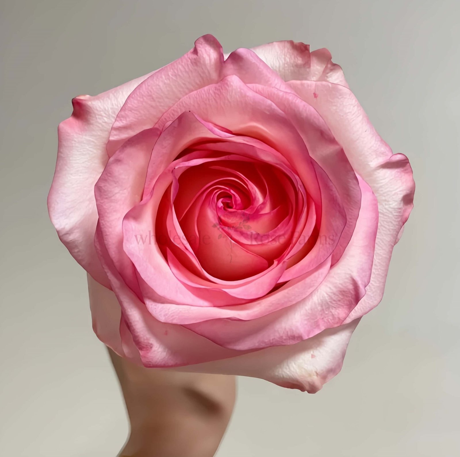Doll Rose for Wholesale丨Wholesale Rose Farms
