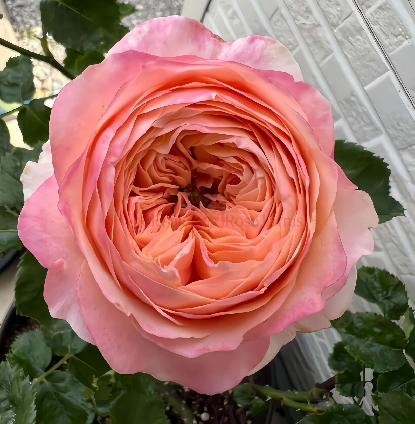 Dorset Rose plant丨Wholesale Rose Farms