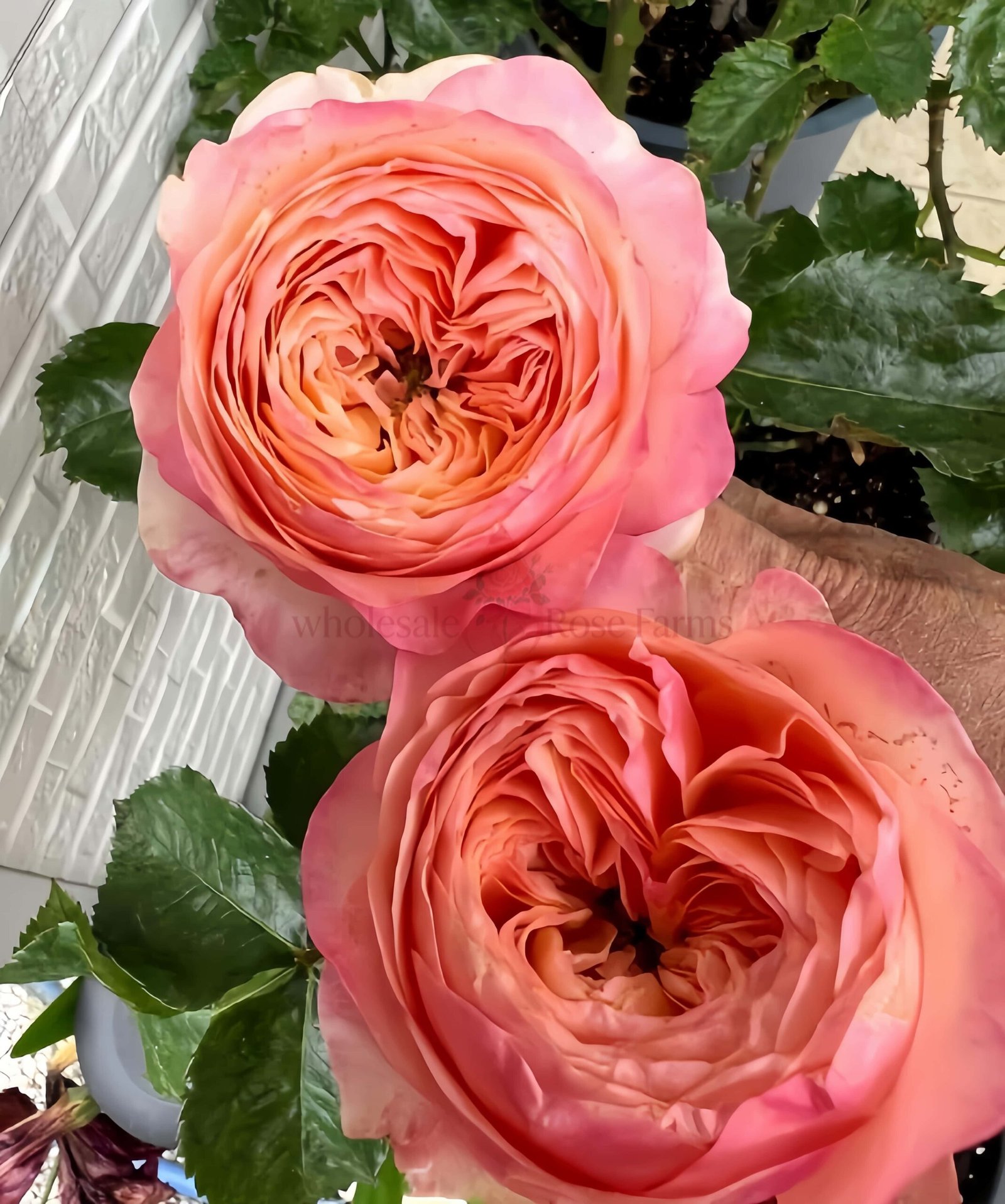 Dorset Rose丨Wholesale Rose Farms