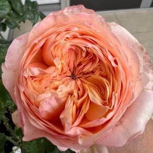 Dorset Rose for Wholesale丨Wholesale Rose Farms