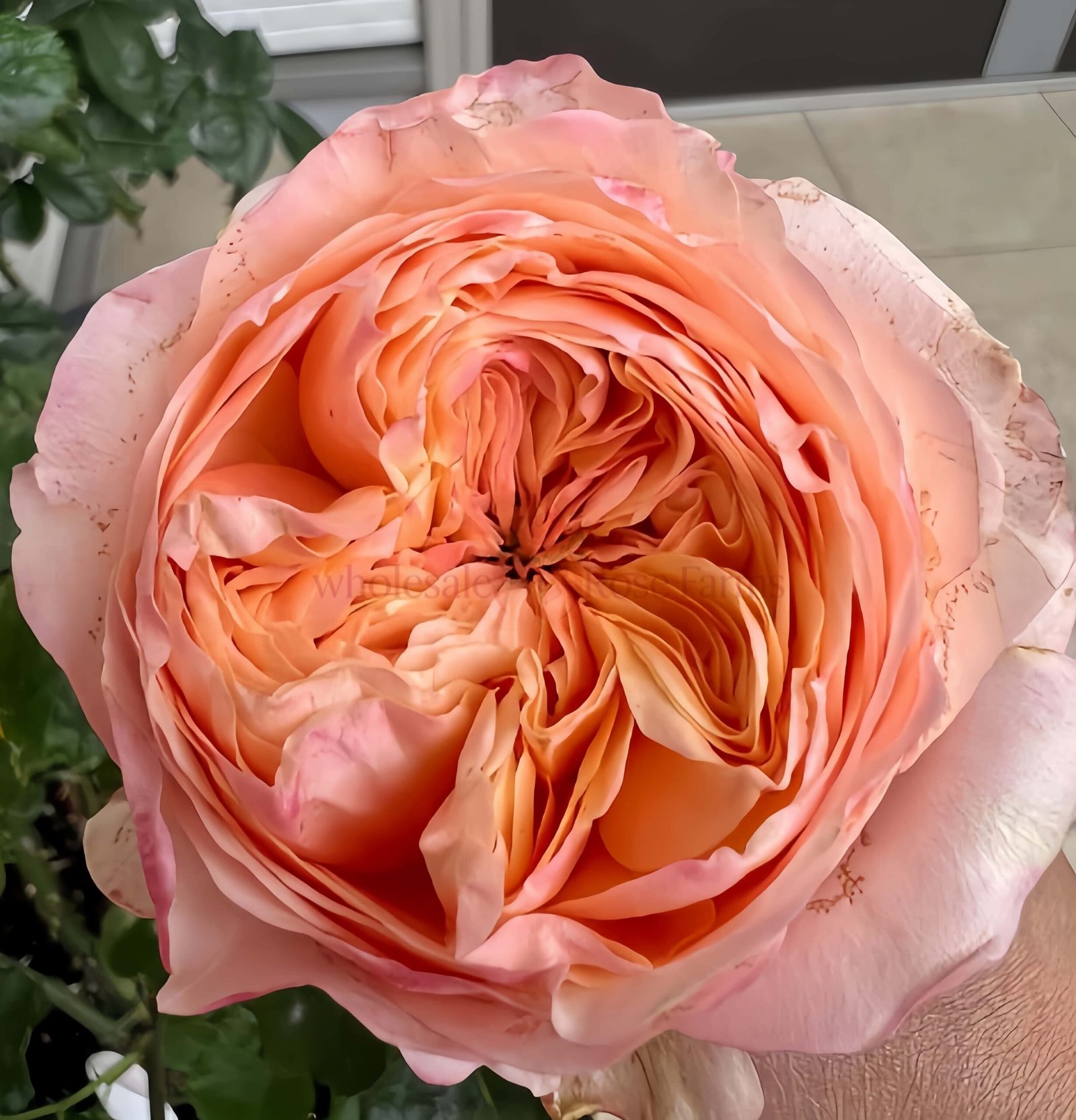 Dorset Rose for Wholesale丨Wholesale Rose Farms