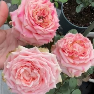 Escalante Rose for Wholesale丨Wholesale Rose Farms