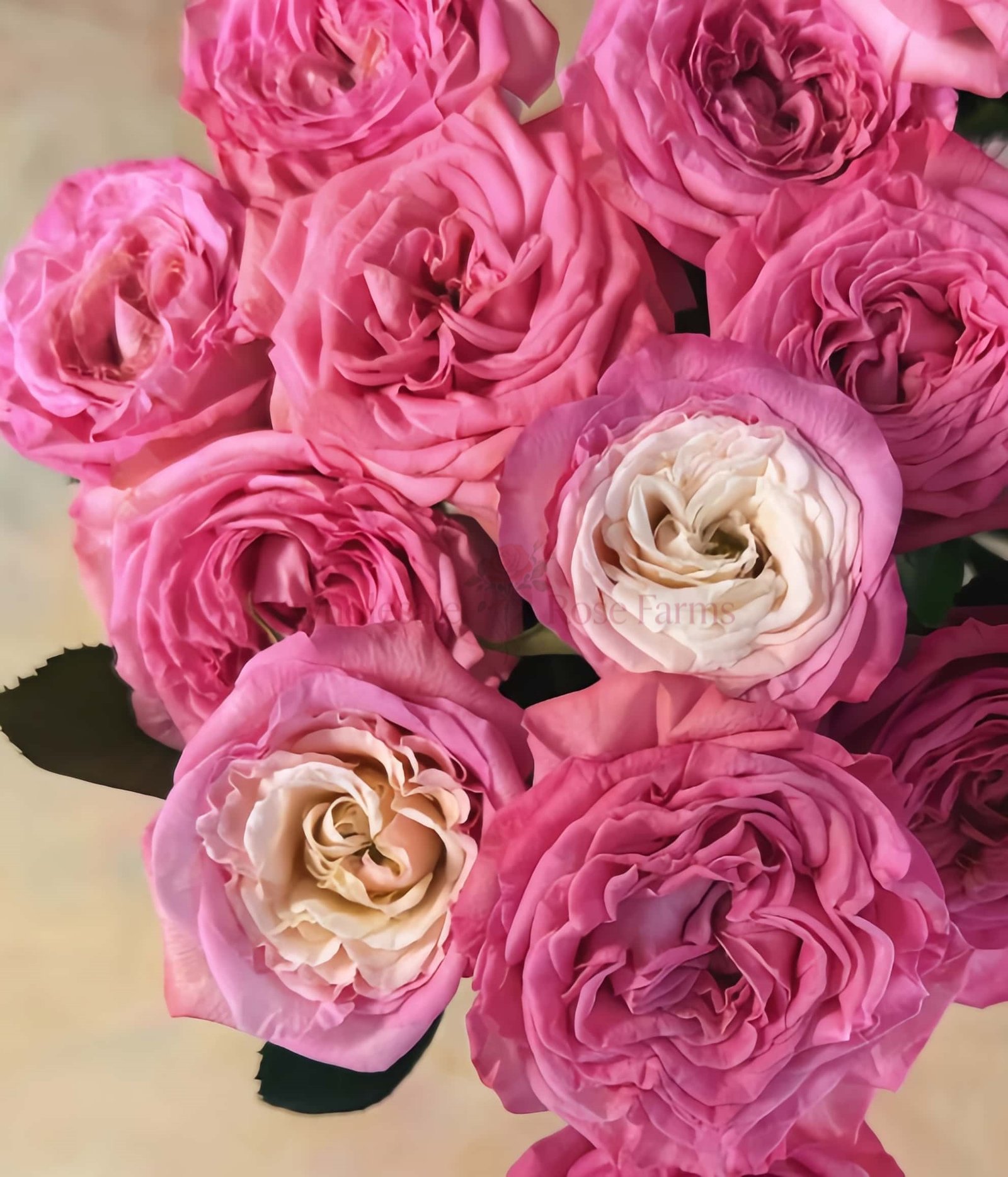 First Date Rose plant丨Wholesale Rose Farms