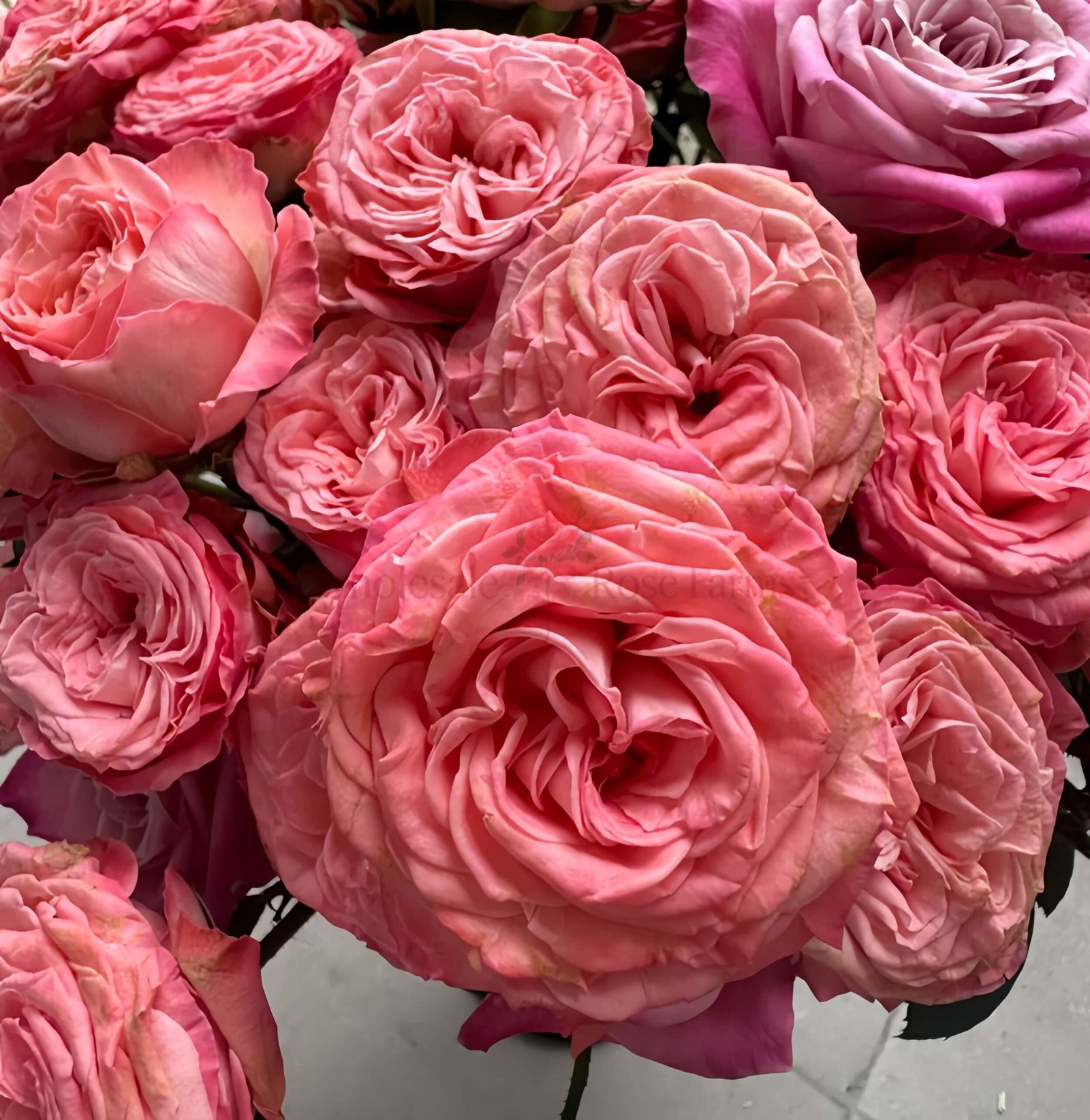 First Date Rose丨Wholesale Rose Farms