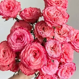 First Date Rose for Wholesale丨Wholesale Rose Farms