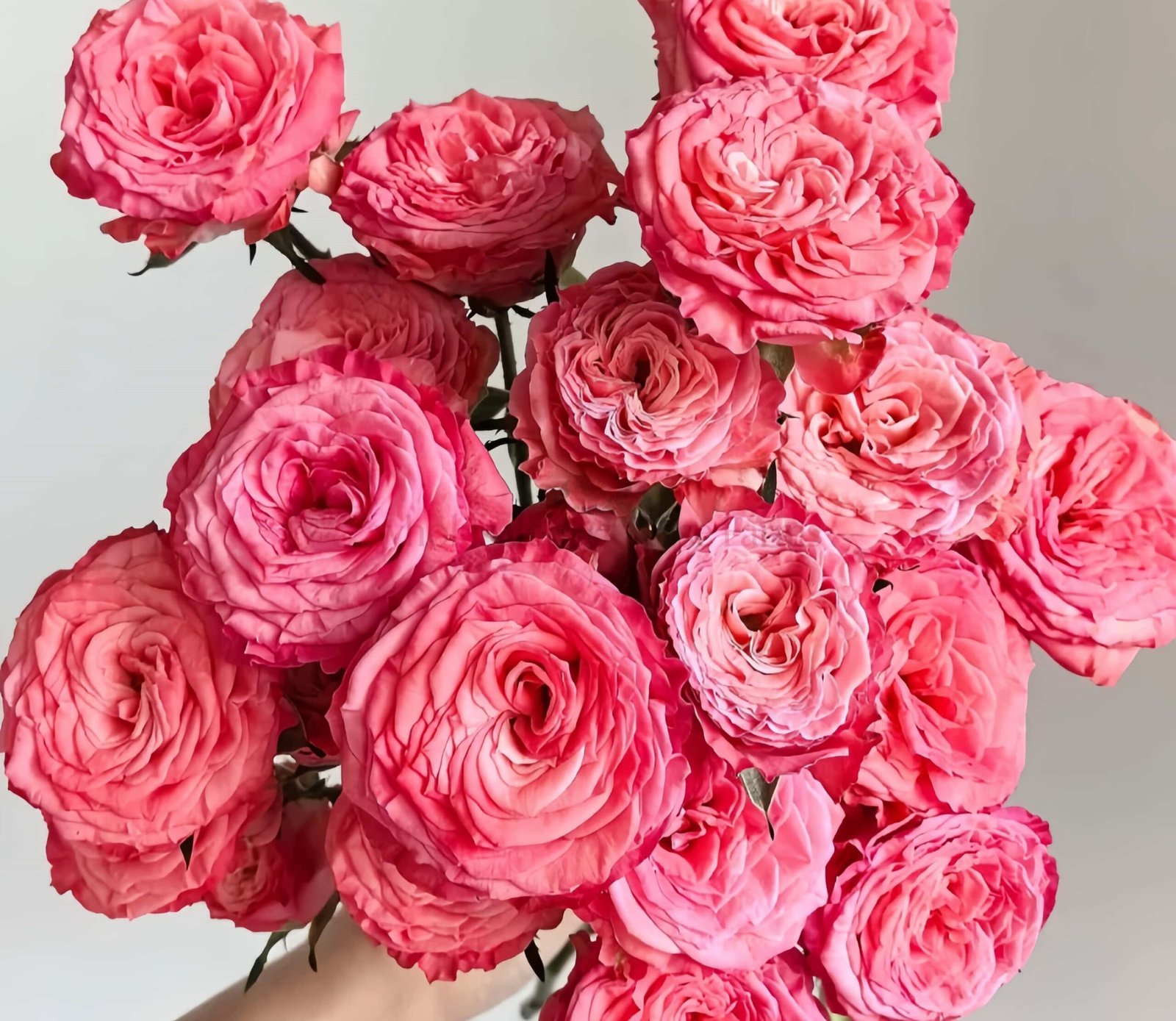 First Date Rose for Wholesale丨Wholesale Rose Farms
