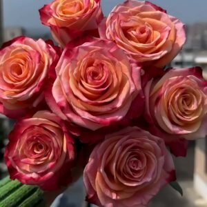 Fragrant Delicious Rose plant丨Wholesale Rose Farms