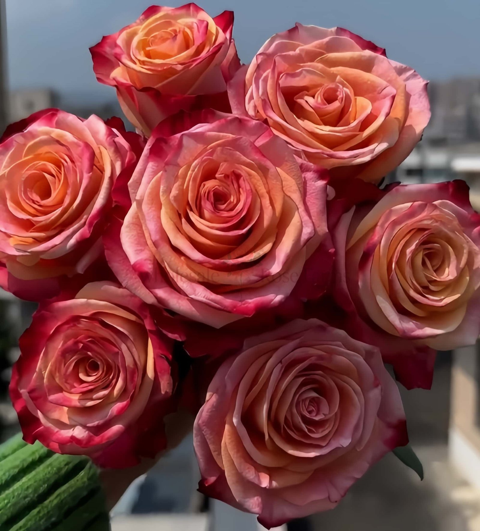 Fragrant Delicious Rose plant丨Wholesale Rose Farms