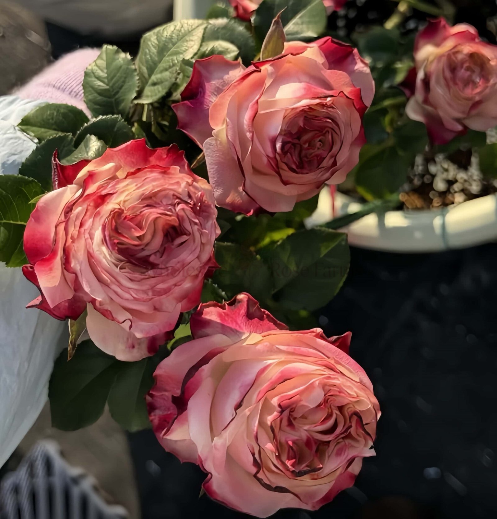 Fragrant Delicious Rose丨Wholesale Rose Farms