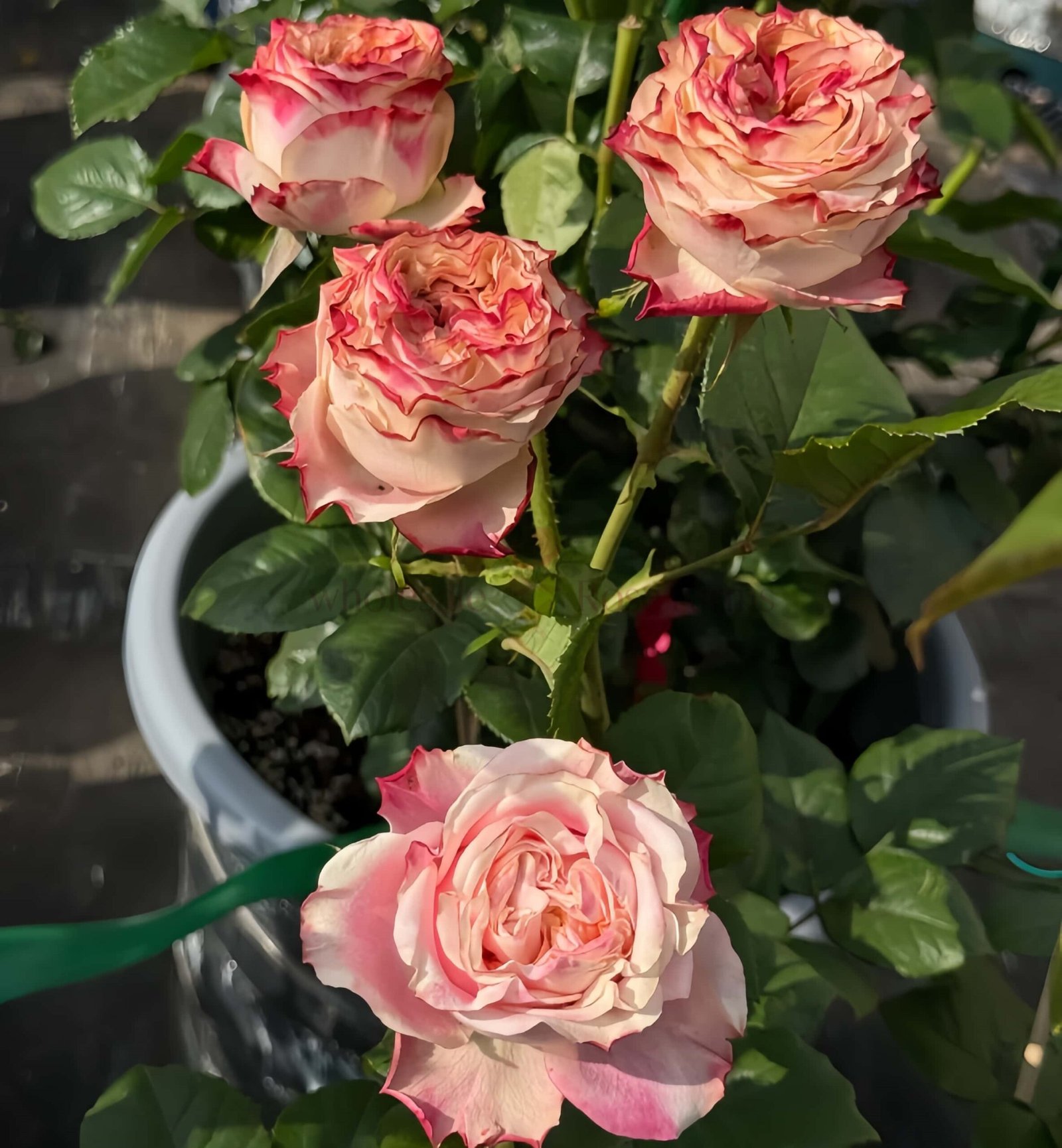 Fragrant Delicious Rose for Wholesale丨Wholesale Rose Farms