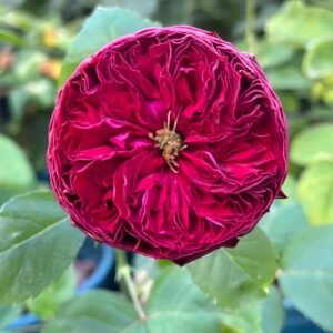 Frozen Summerhouse Rose plant丨Wholesale Rose Farms