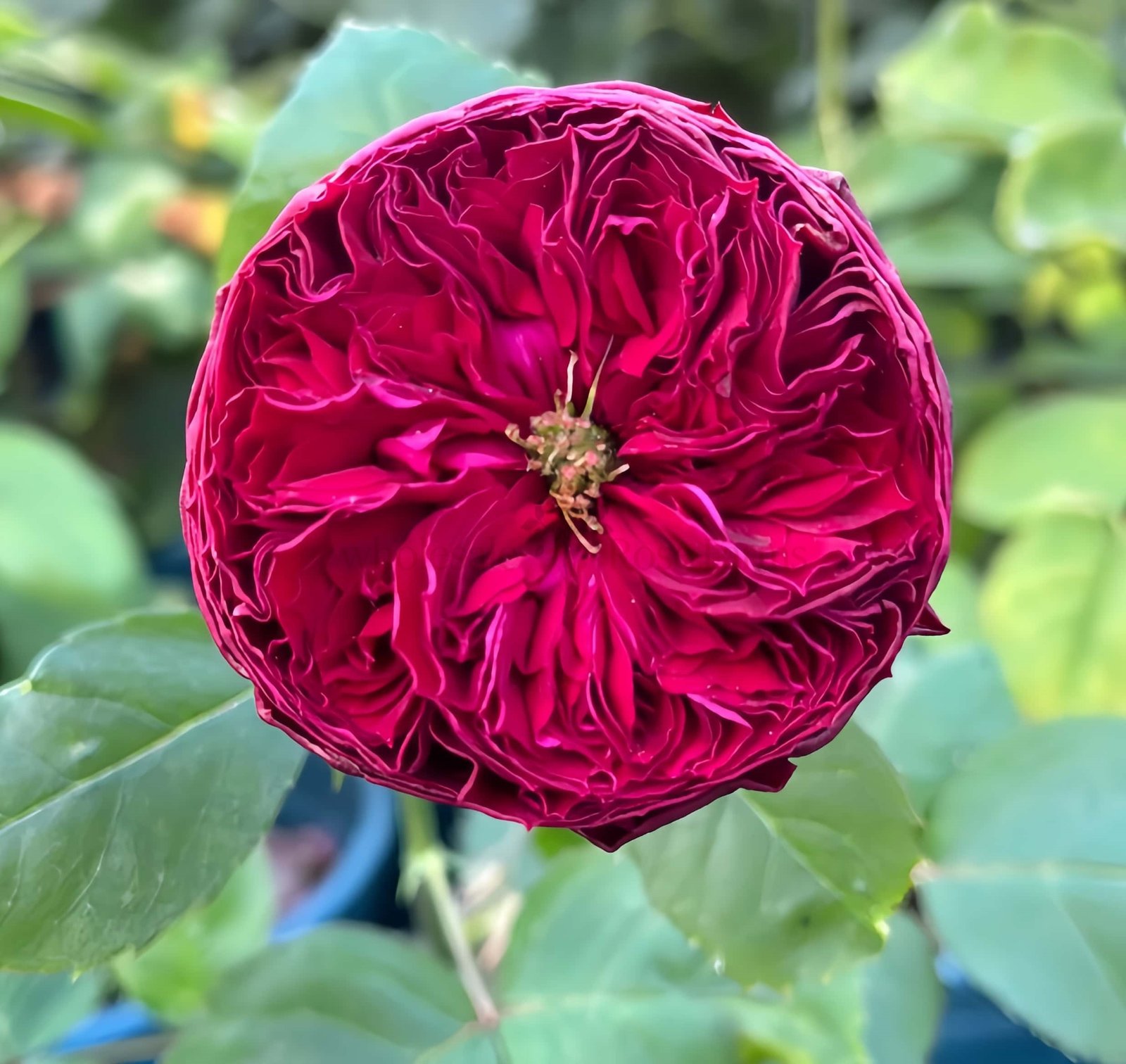 Frozen Summerhouse Rose plant丨Wholesale Rose Farms