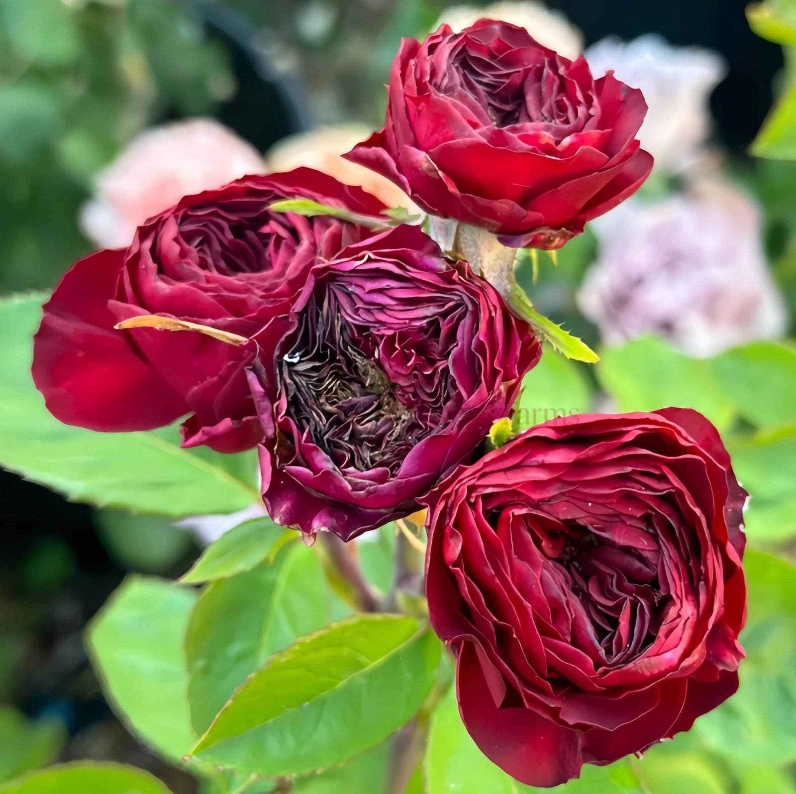Frozen Summerhouse Rose丨Wholesale Rose Farms