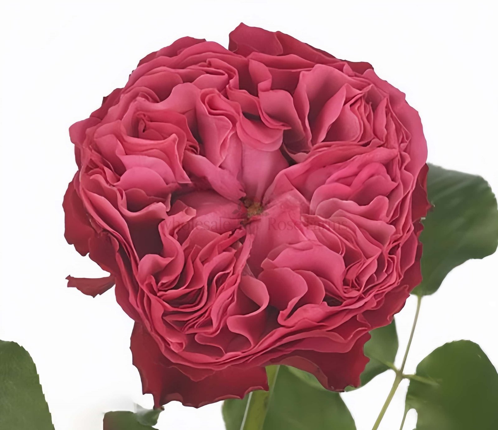 Frozen Summerhouse Rose for Wholesale丨Wholesale Rose Farms