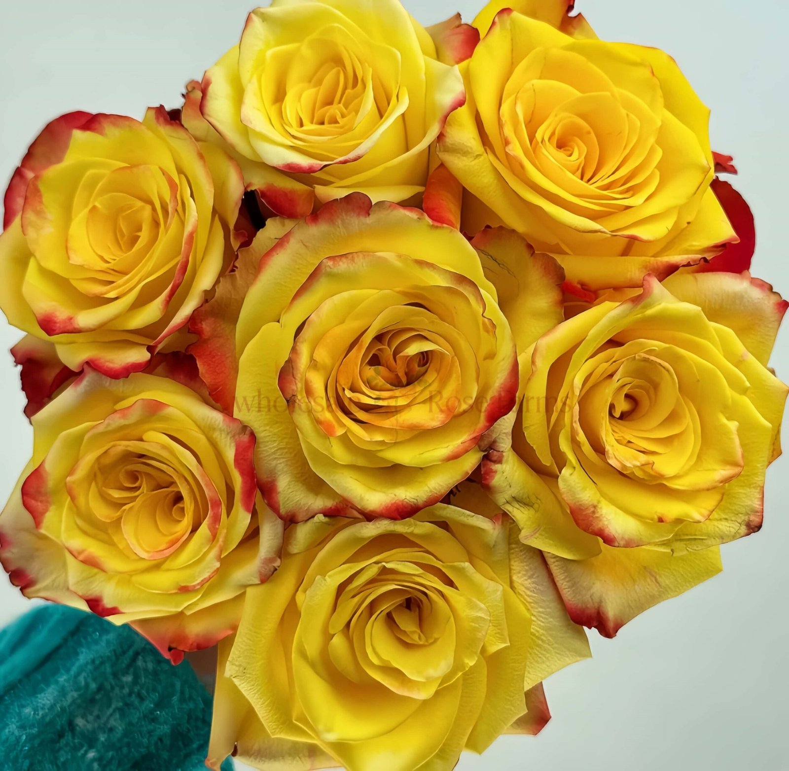 Fuego Rose plant丨Wholesale Rose Farms