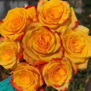 Fuego Rose丨Wholesale Rose Farms