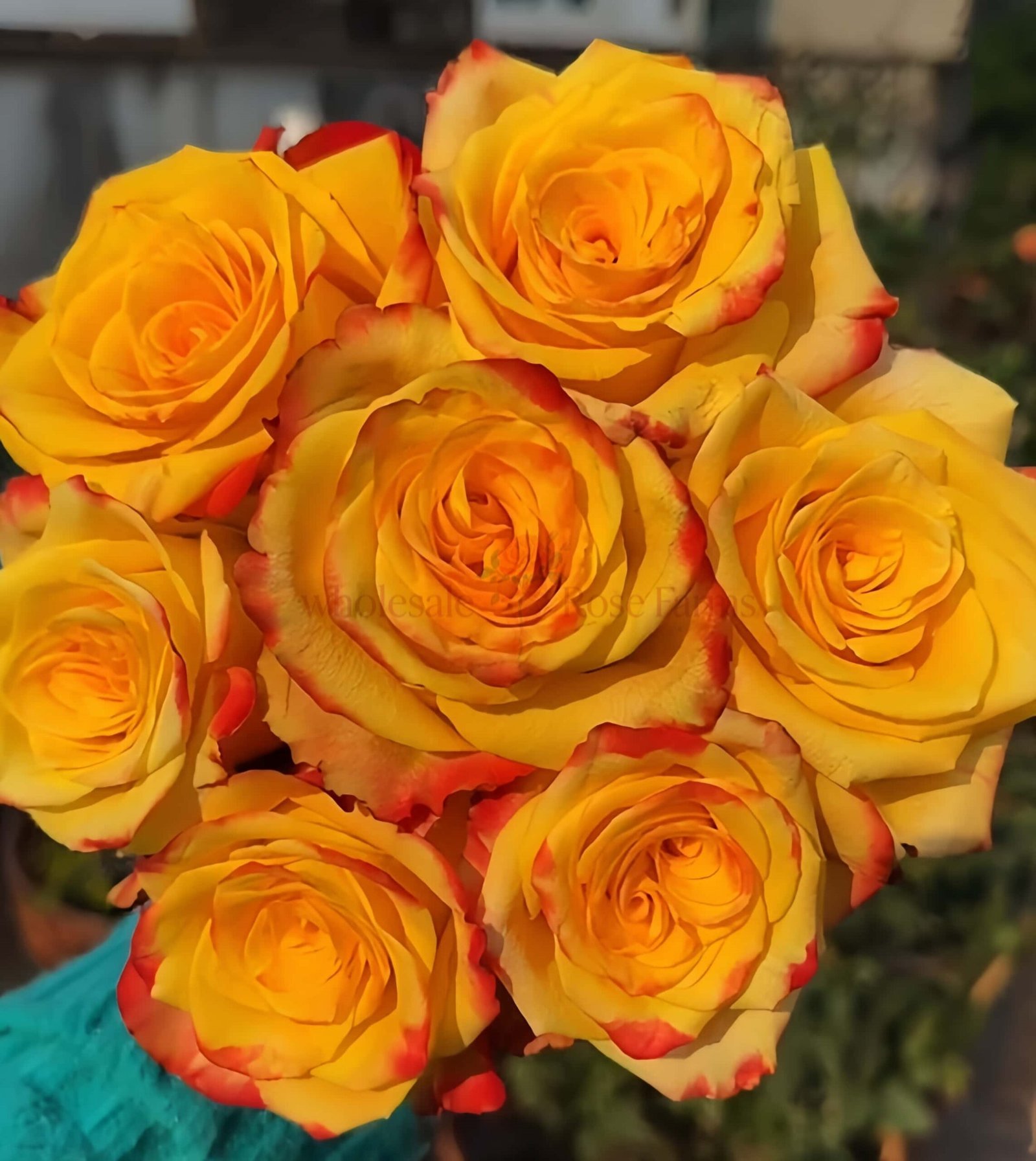 Fuego Rose丨Wholesale Rose Farms