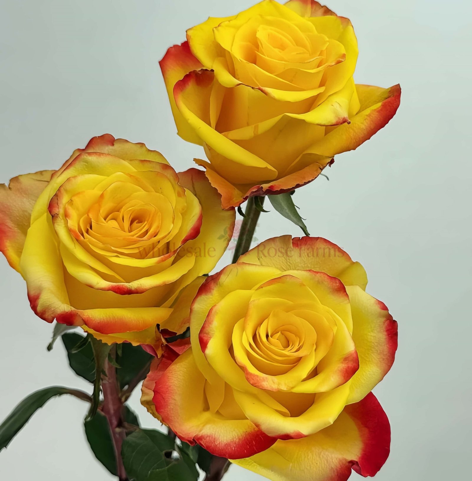 Fuego Rose for Wholesale丨Wholesale Rose Farms