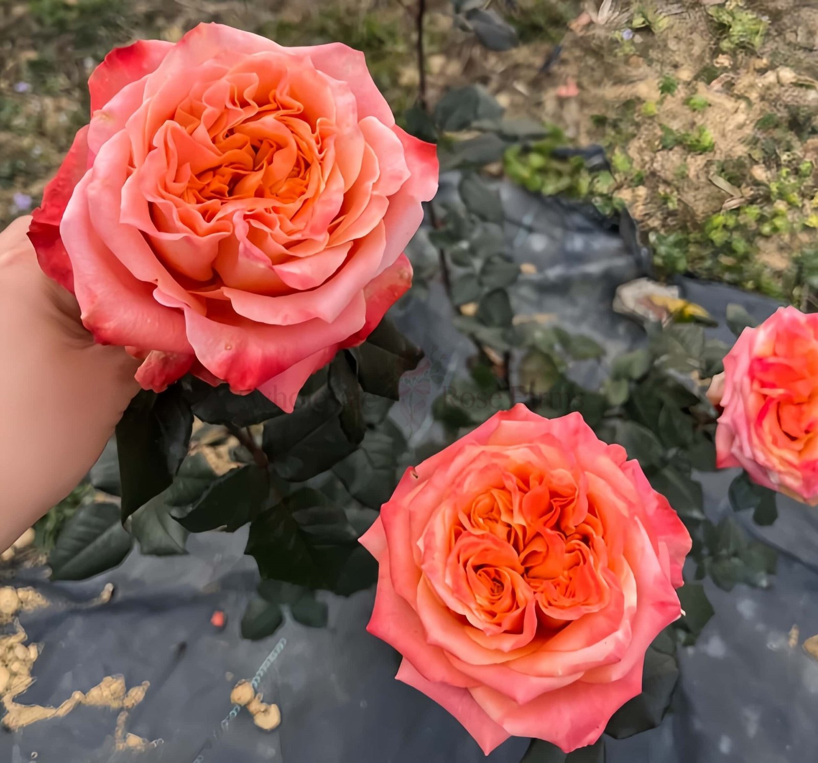 Funky Peach Rose plant丨Wholesale Rose Farms