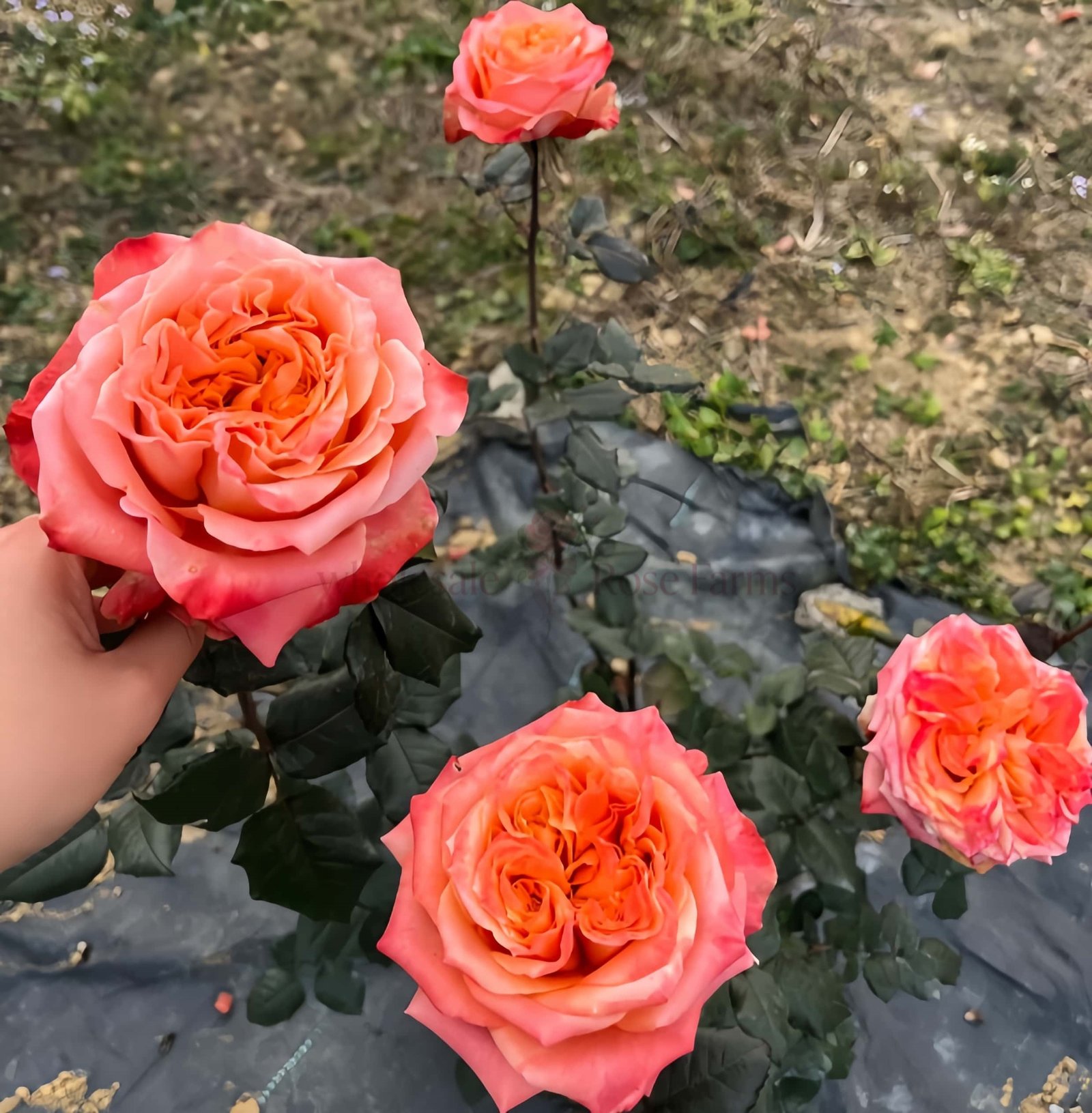 Funky Peach Rose丨Wholesale Rose Farms