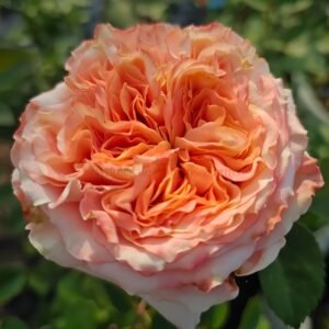 Funky Peach Rose for Wholesale丨Wholesale Rose Farms