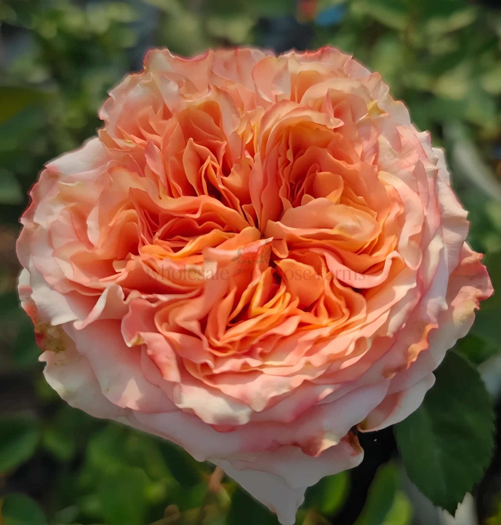 Funky Peach Rose for Wholesale丨Wholesale Rose Farms