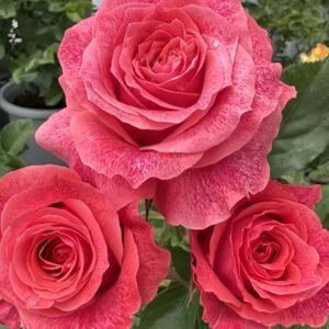 Galaxy Rose plant丨Wholesale Rose Farms
