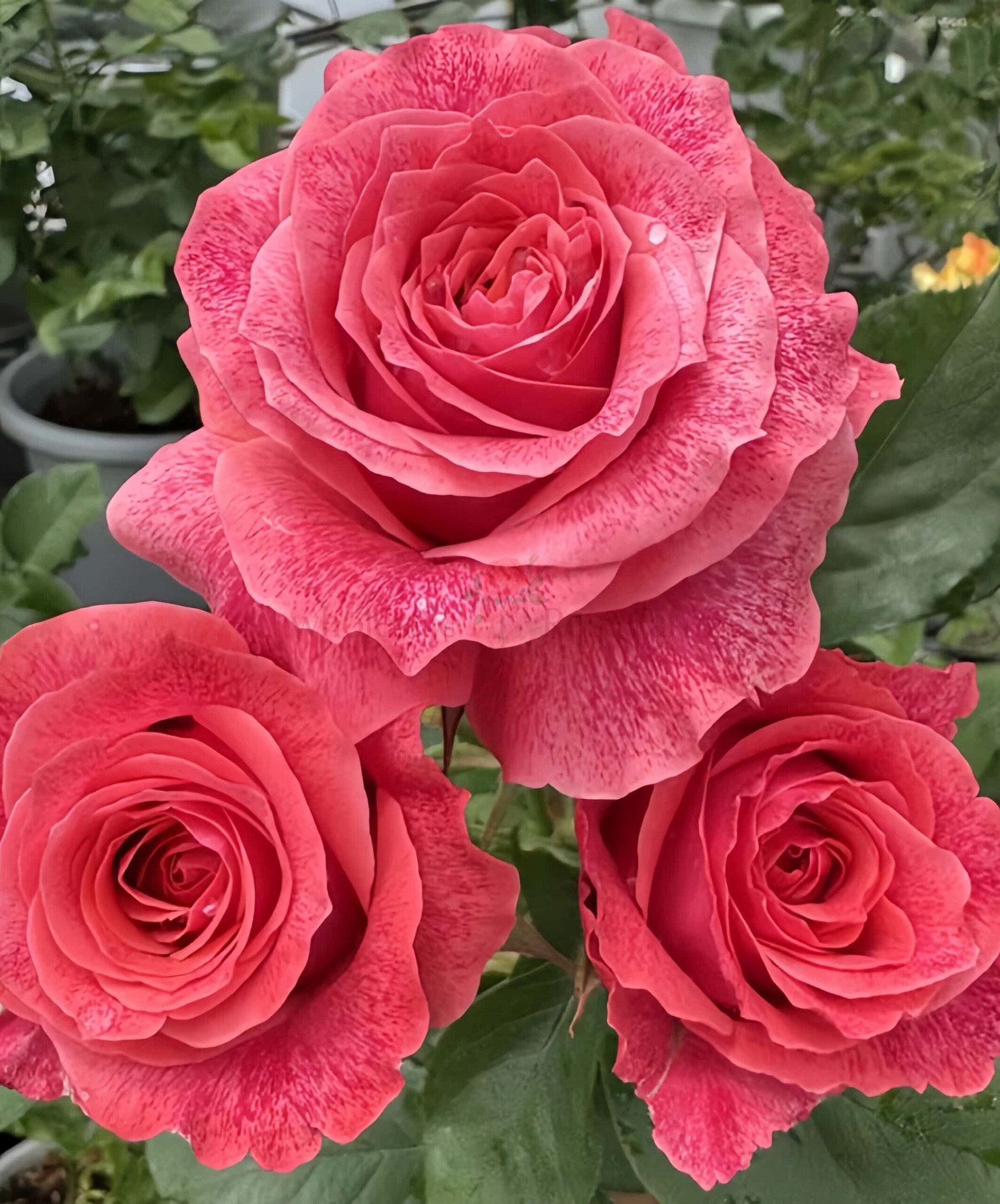 Galaxy Rose plant丨Wholesale Rose Farms