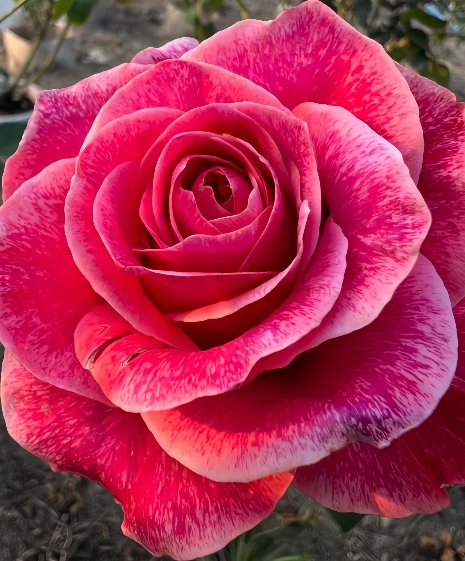 Galaxy Rose丨Wholesale Rose Farms