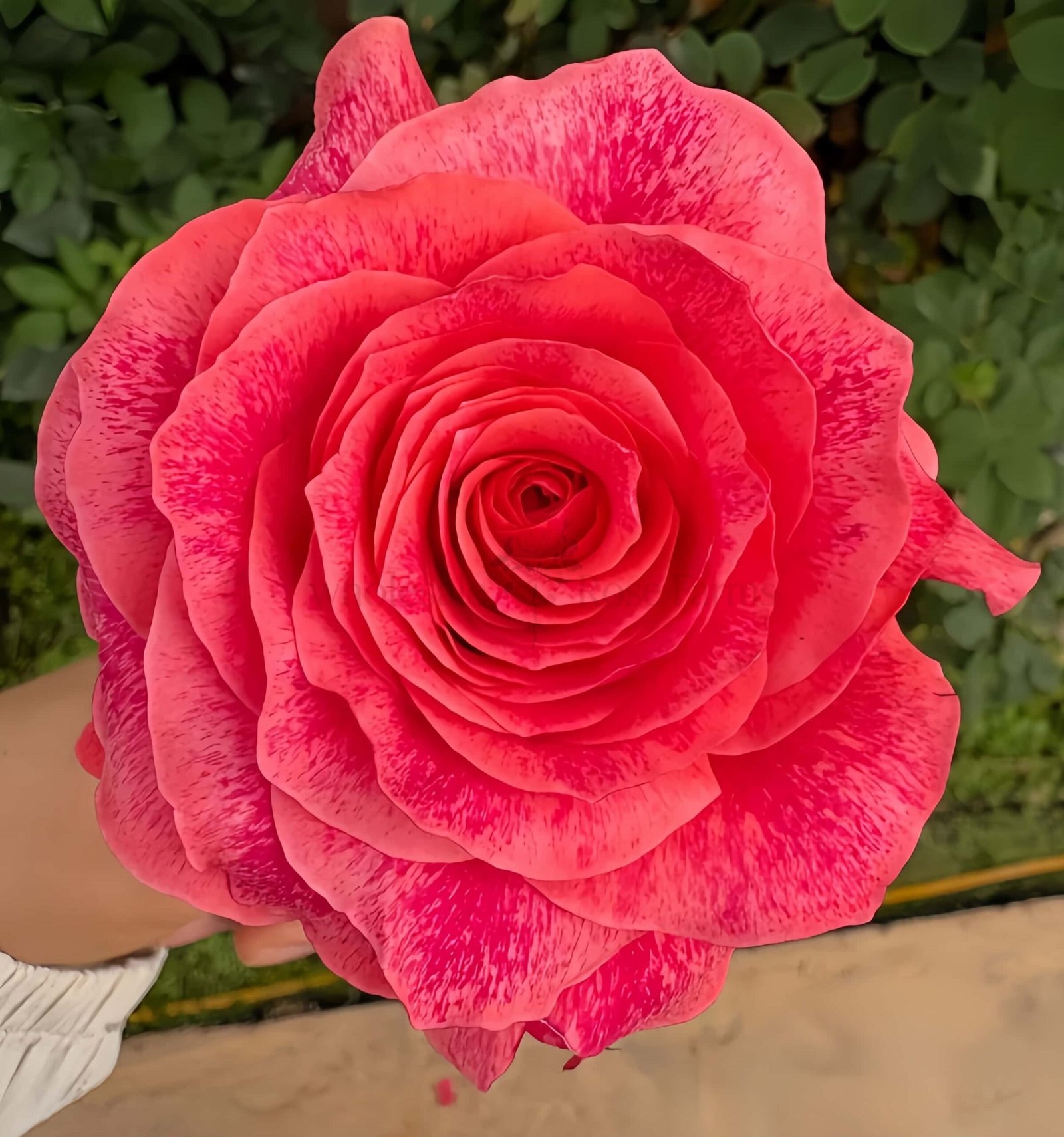 Galaxy Rose for Wholesale丨Wholesale Rose Farms