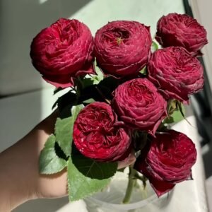 Grand Jubilee Rose丨Wholesale Rose Farms