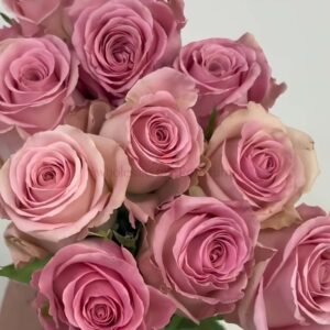 Ice Crown Princess Rose丨Wholesale Rose Farms