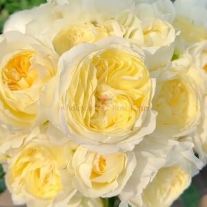 Jiaoyue Xianzi Rose丨Wholesale Rose Farms