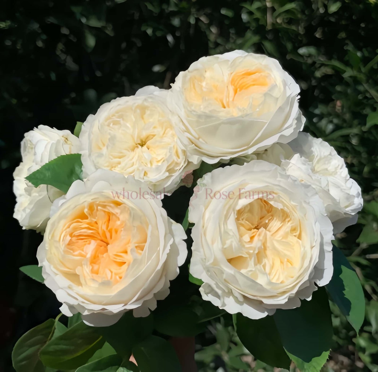 Jiaoyue Xianzi Rose for Wholesale丨Wholesale Rose Farms