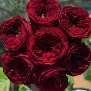 Just More Rose plant丨Wholesale Rose Farms