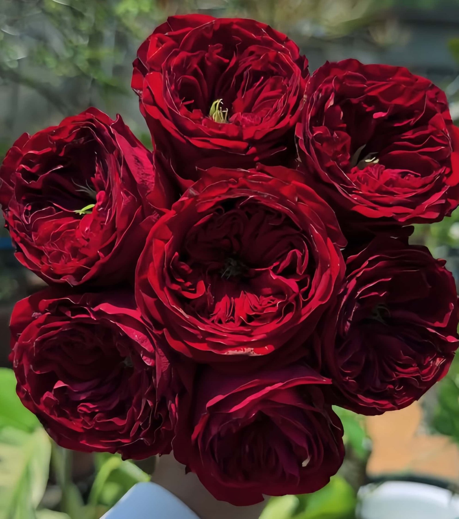 Just More Rose plant丨Wholesale Rose Farms