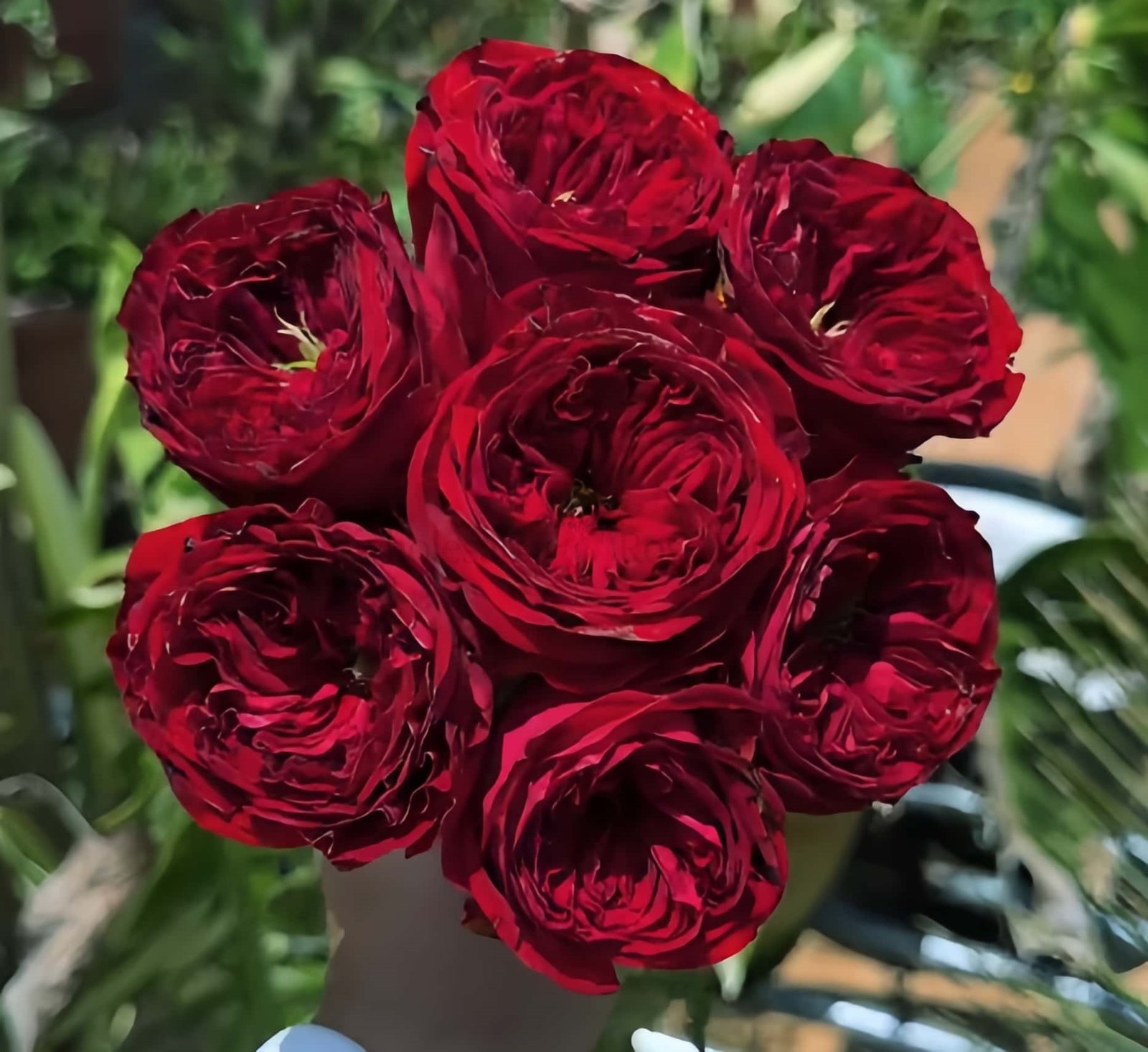 Just More Rose丨Wholesale Rose Farms