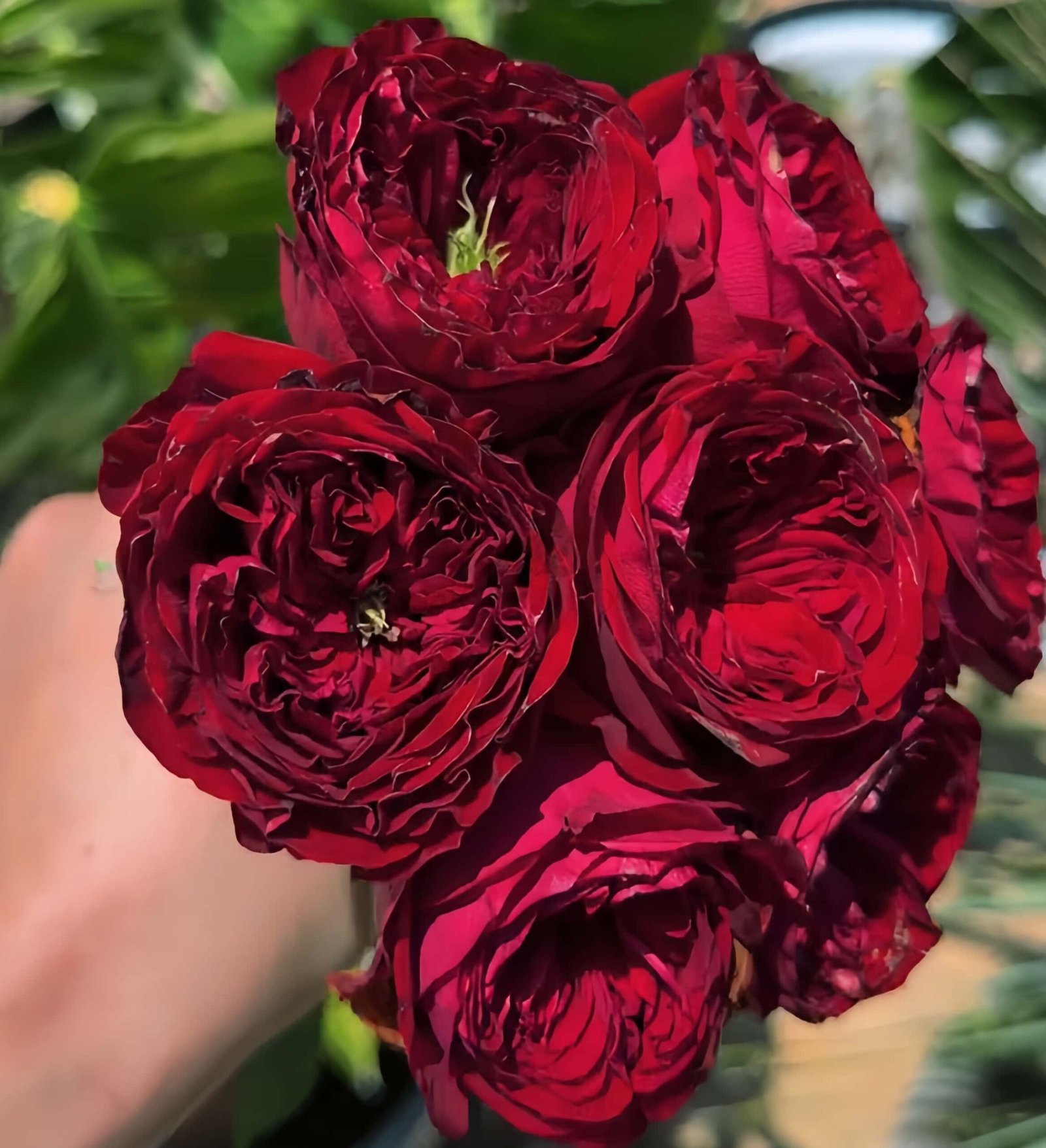 Just More Rose for Wholesale丨Wholesale Rose Farms