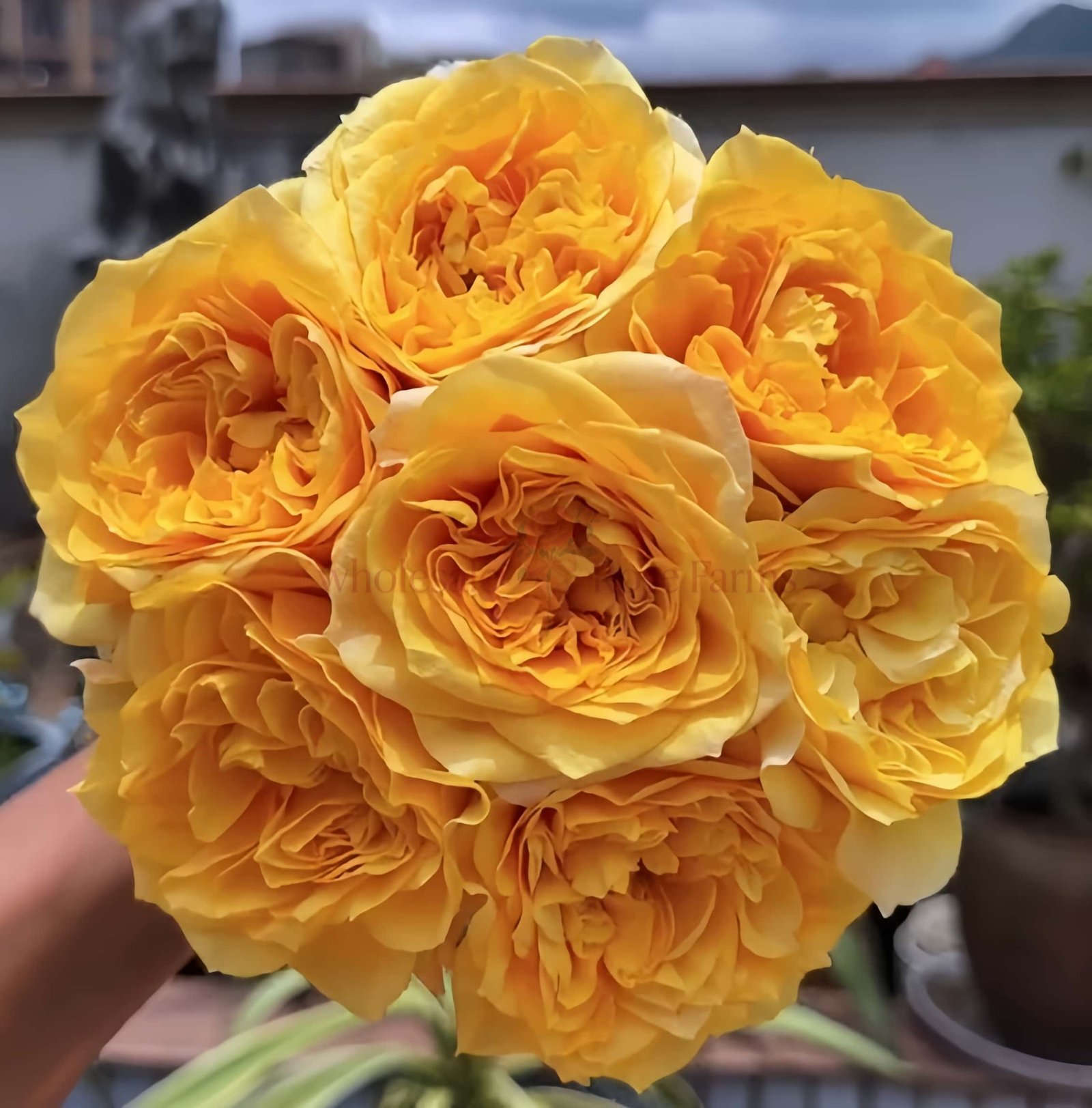 Kings Cross Rose plant丨Wholesale Rose Farms