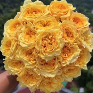 Kings Cross Rose丨Wholesale Rose Farms